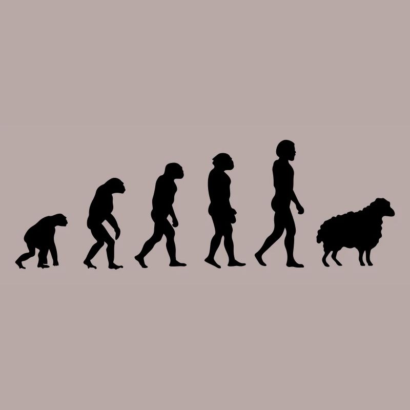 Darwin-Schafe