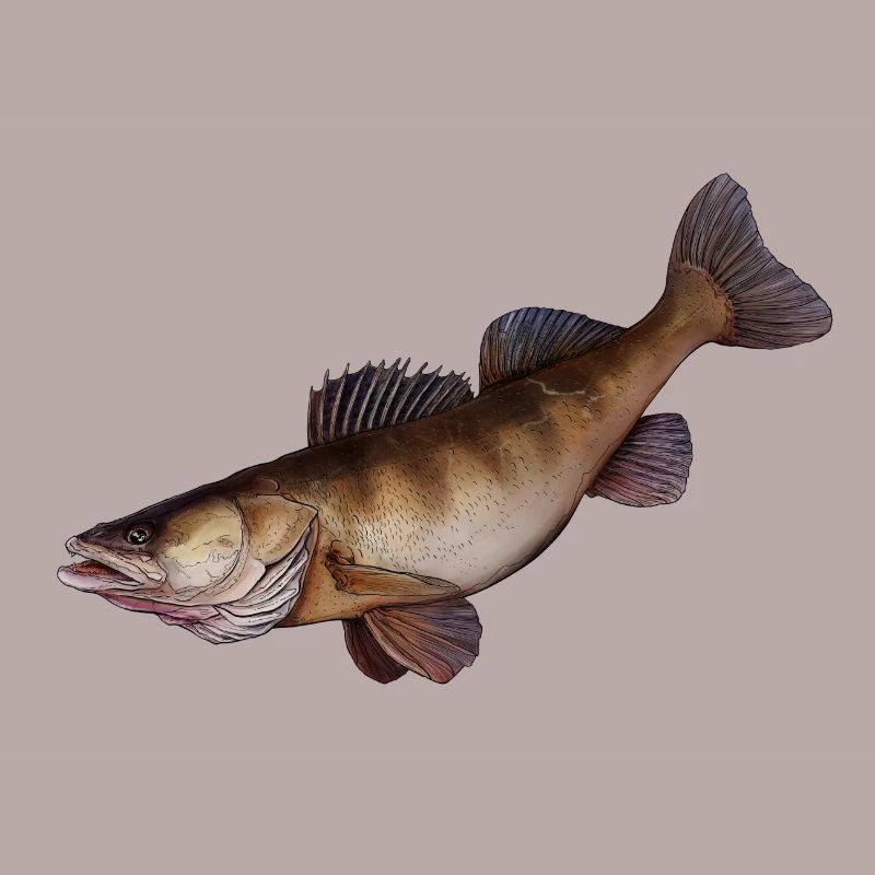zander