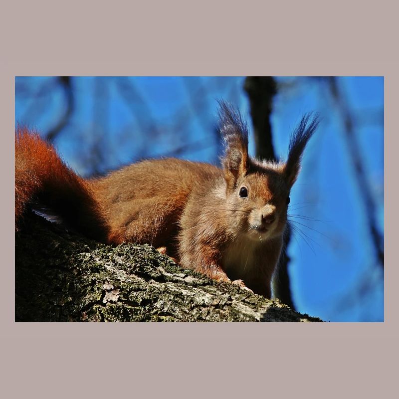 Eichhörnchen