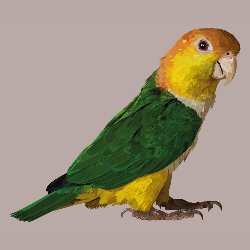 caique