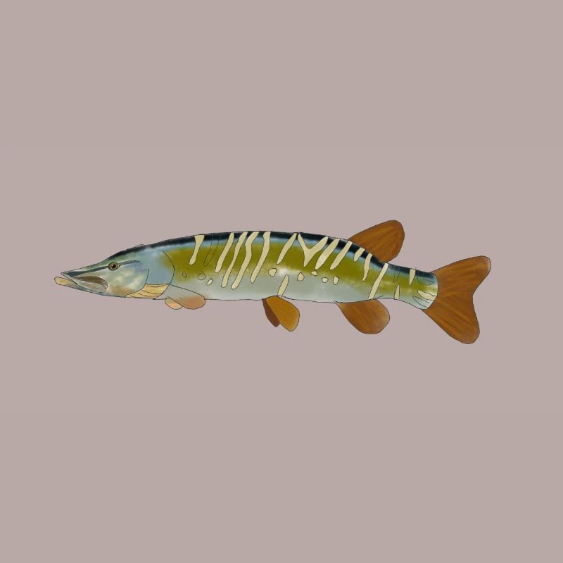 Image graphique du brochet poisson design logo poisson brochet