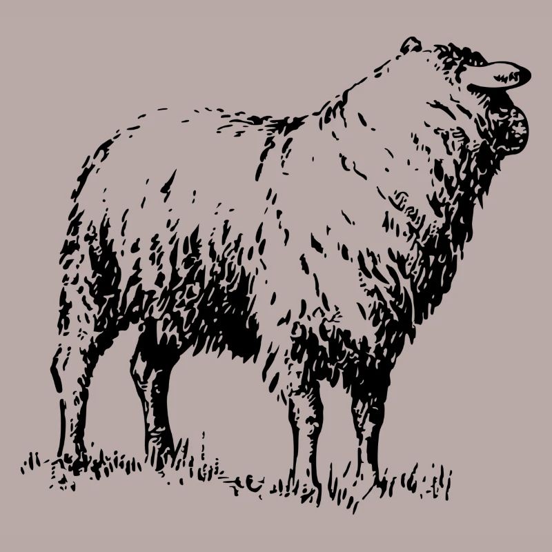 schaf