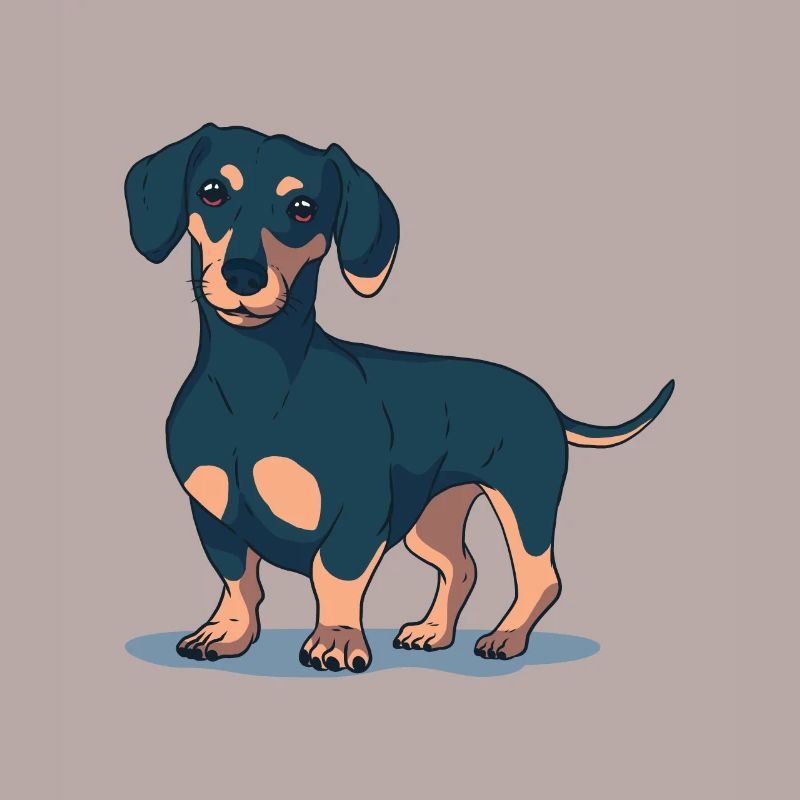 Dachshund