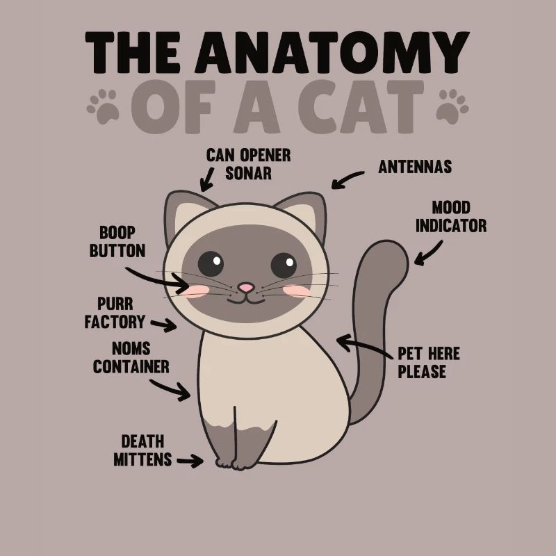 l’anatomie d’un chat explication d’un chat