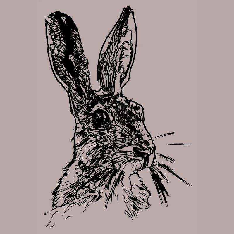 Hase oder Feldhase Strichzeichnung