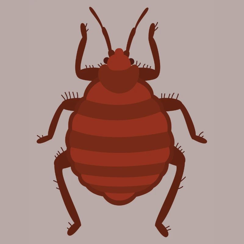 Bed bug