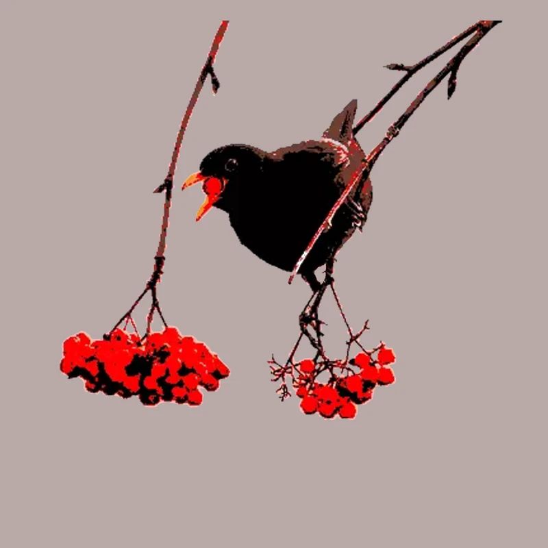 Amsel mit Vogelbeeren