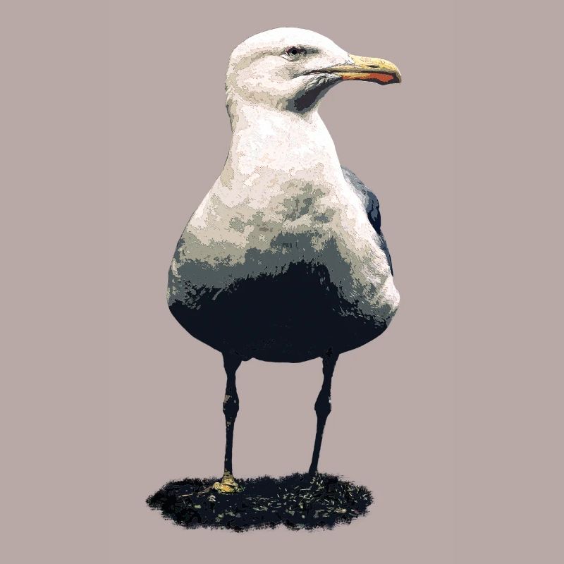 Möwe