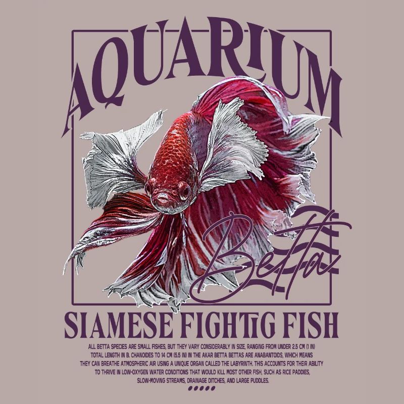 Betta Betta Poisson de combat