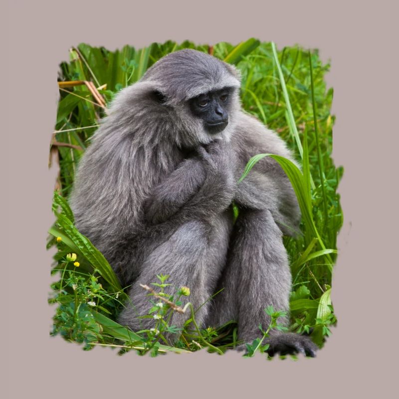 Monkey Monkey Gibbon monkey
