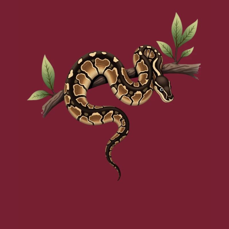 Roi Python Serpents Amoureux Terrarium Python