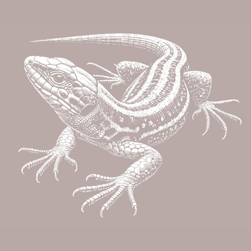 Wall lizard