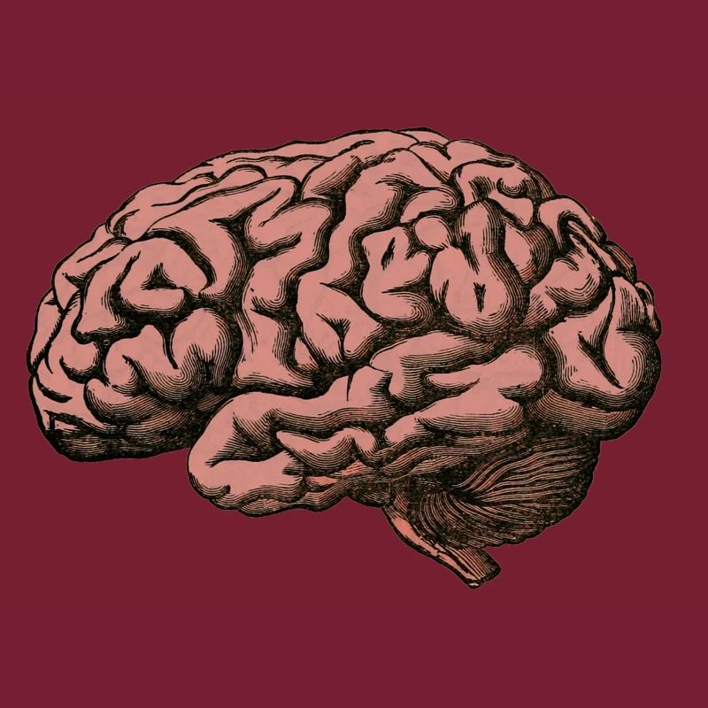 The brain