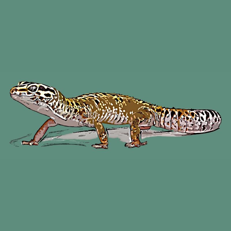 Leopard gecko