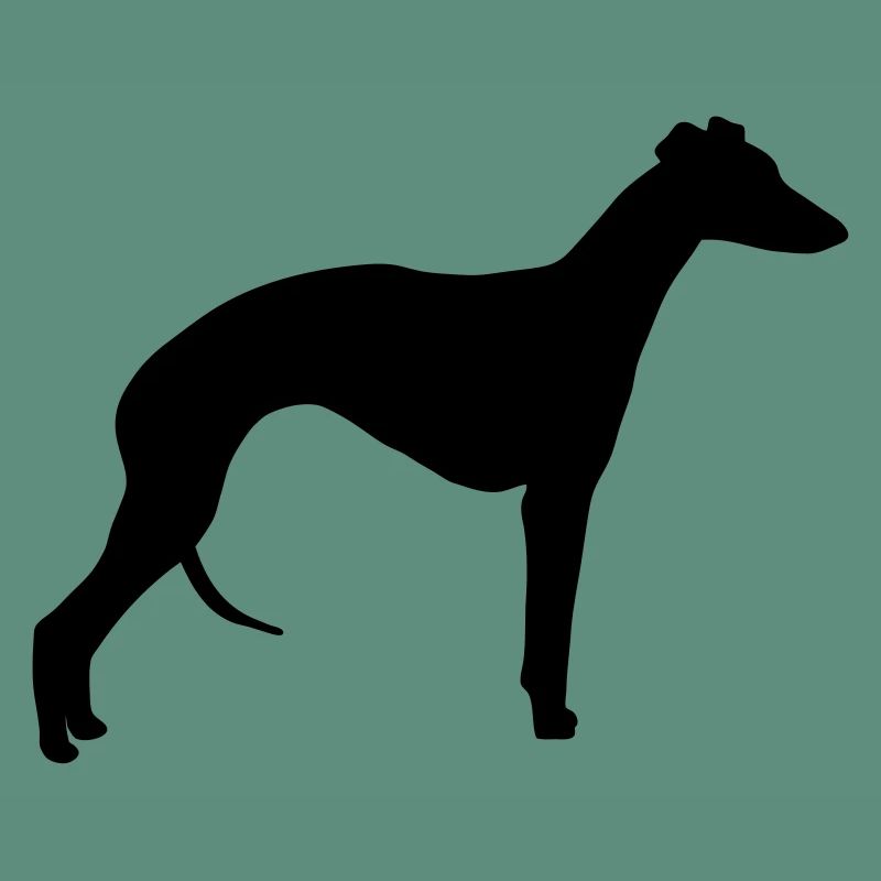 Whippet