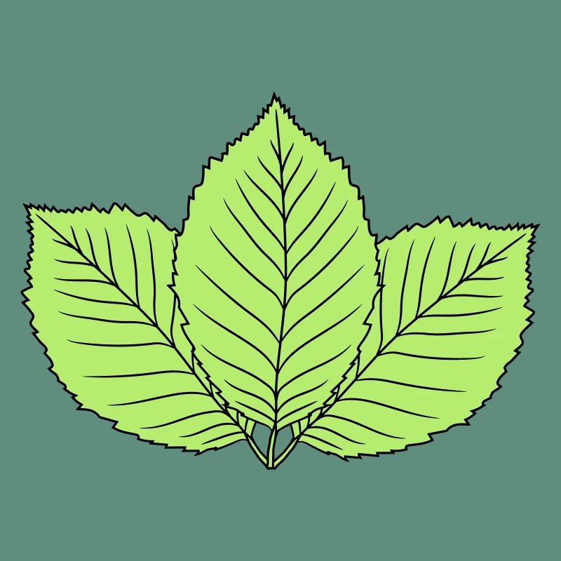 3 leaves beech leaf tree plant shape clip art d