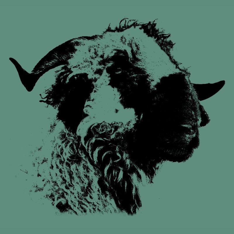 Walliser black-nosed sheep