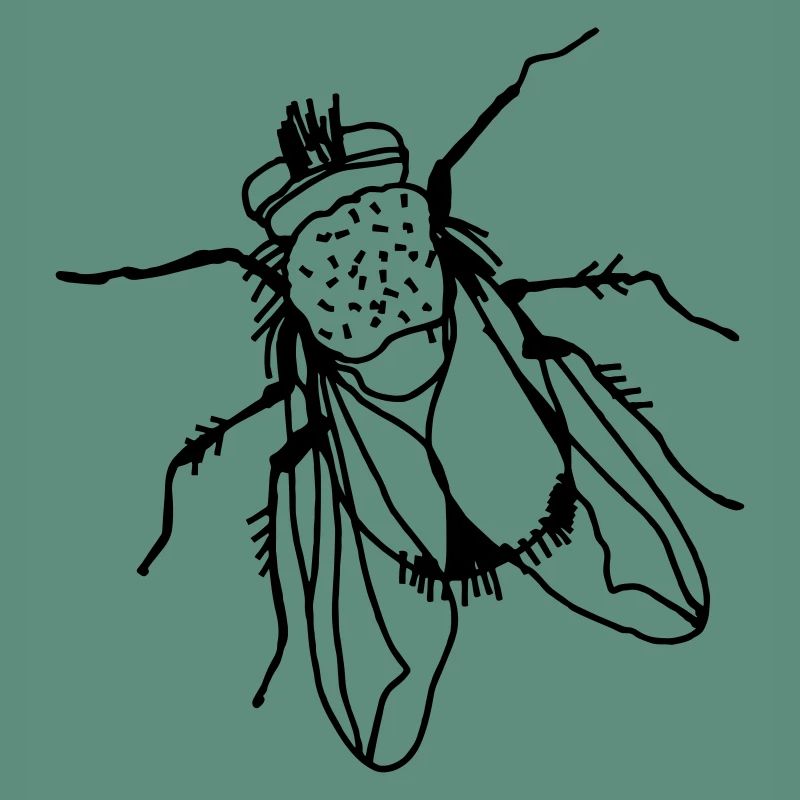 Fliege - transparent
