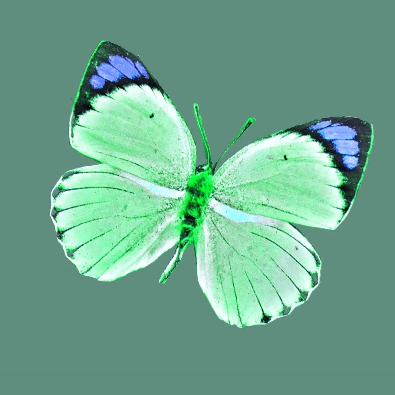 Papillon - nuances de vert vert bleu uni