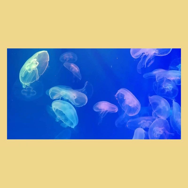 Blue jellyfish pattern
