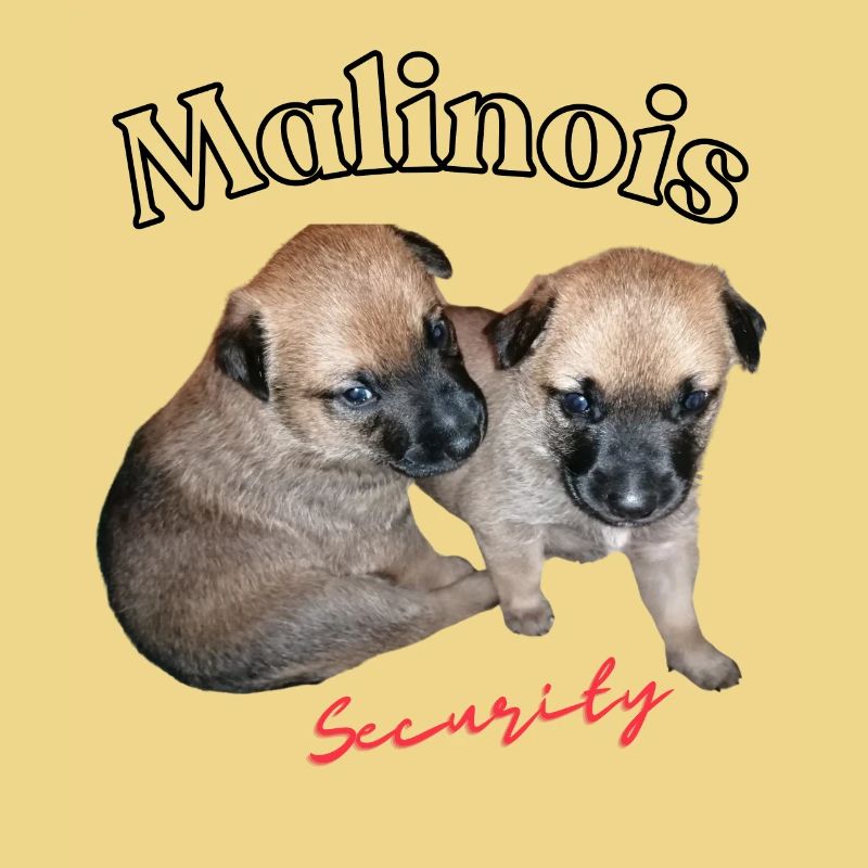 chiots Malinois mignons - Sécurité