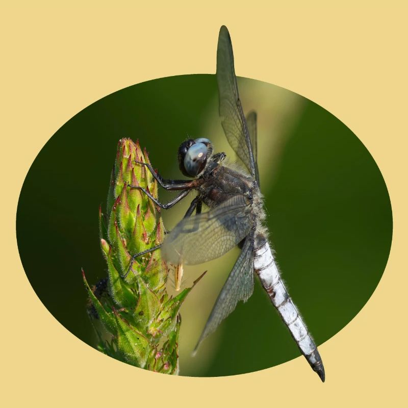 Libellule