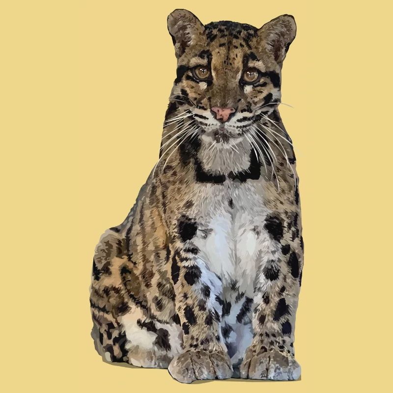 Clouded leopard