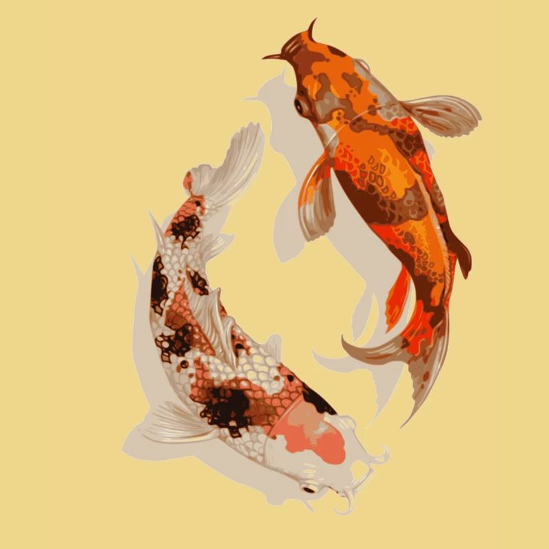 Koi fish