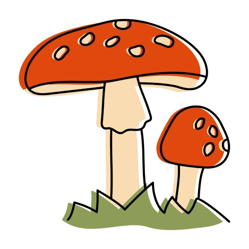 Mouche champignons agaric Champignon