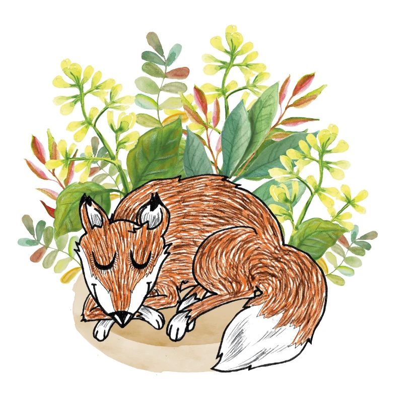 Good night fox