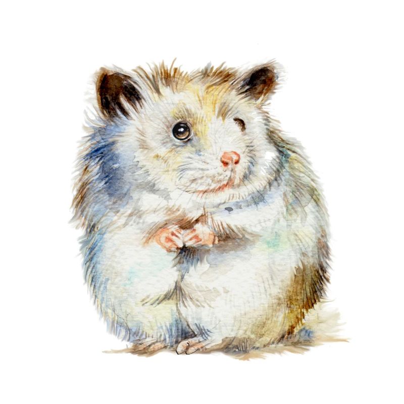 HAMSTER - der Hamster