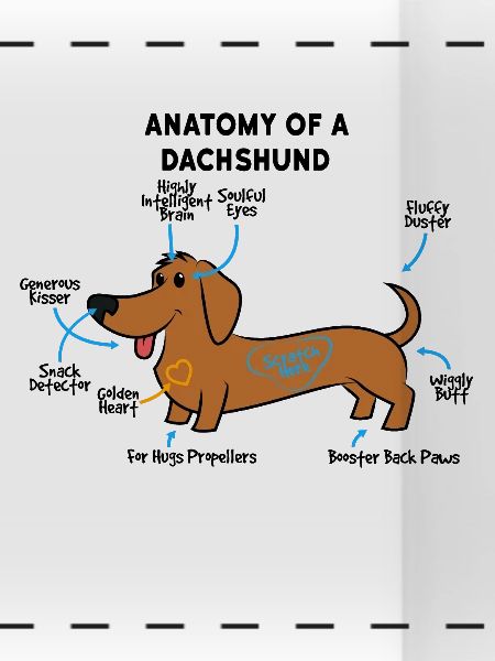 Anatomie Eines Dackel