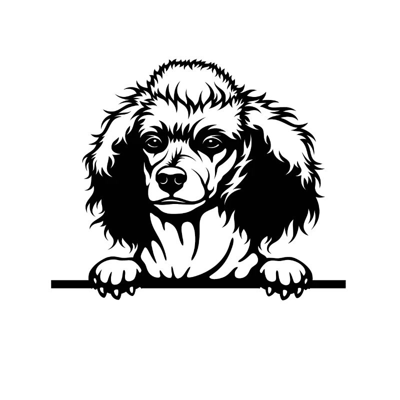 Beau caniche