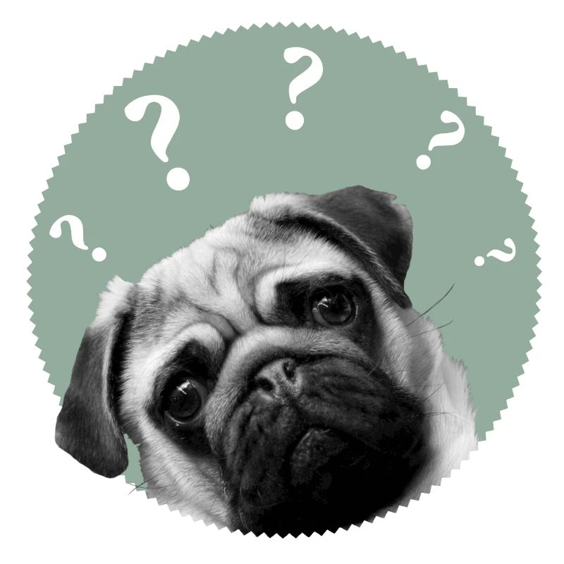 pug