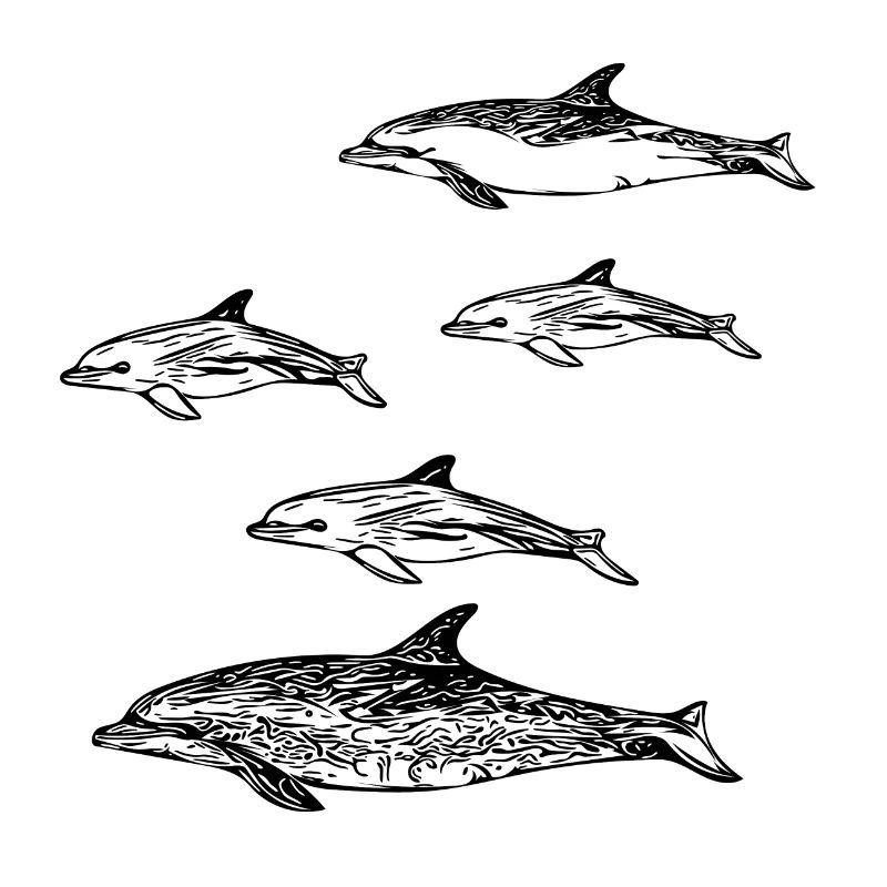 Dolphin School