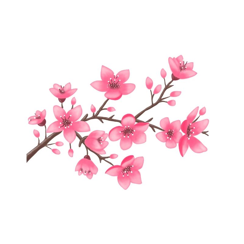 Cherry blossoms