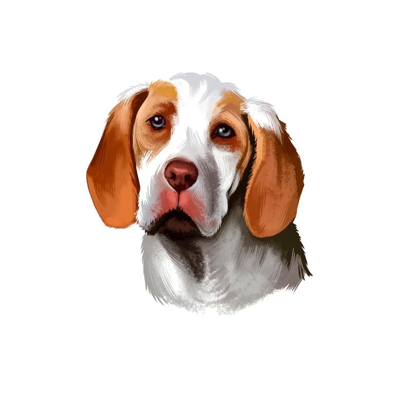 Ariege Pointer Dog Aquarelle Art Illustration