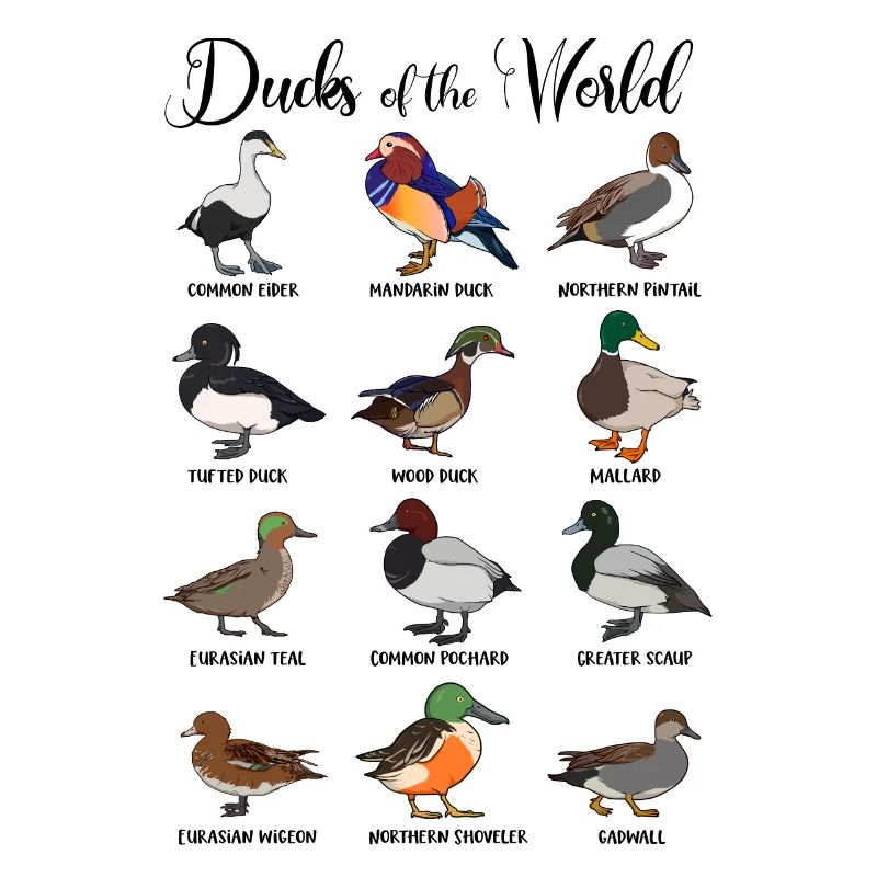 Différents canards - types de canards
