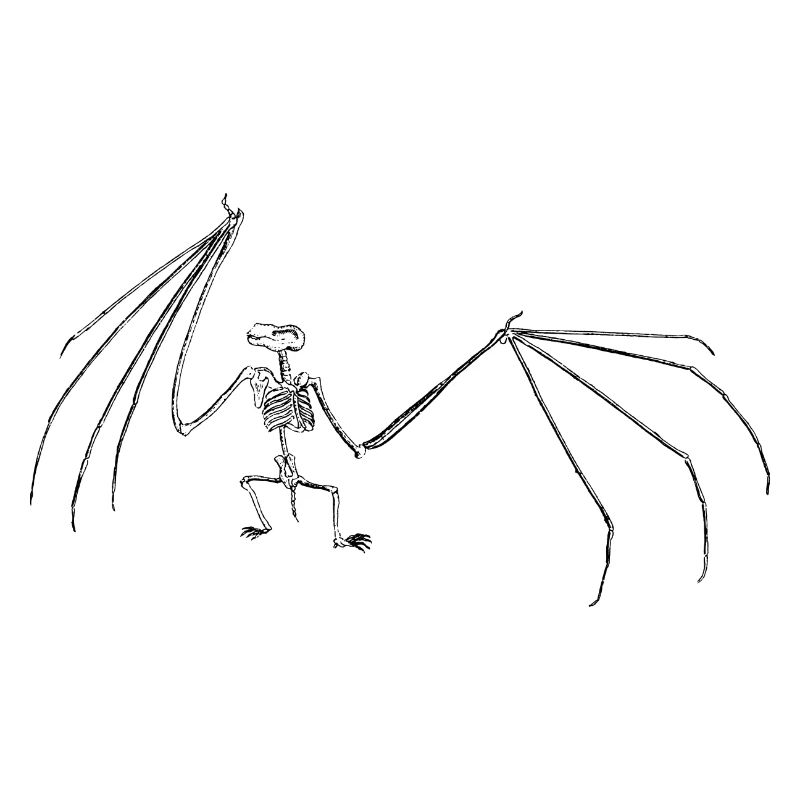 Bat, skeleton, bat, , bat