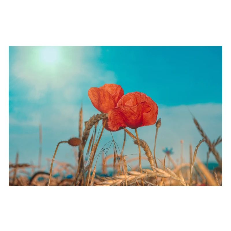 Mohnblumen