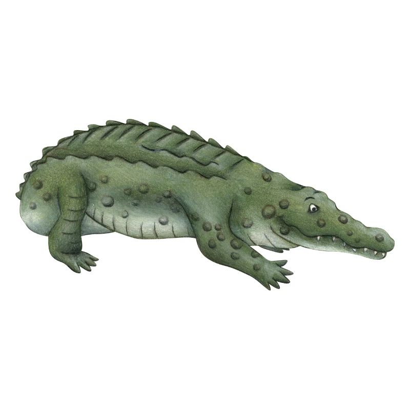 Crocodile