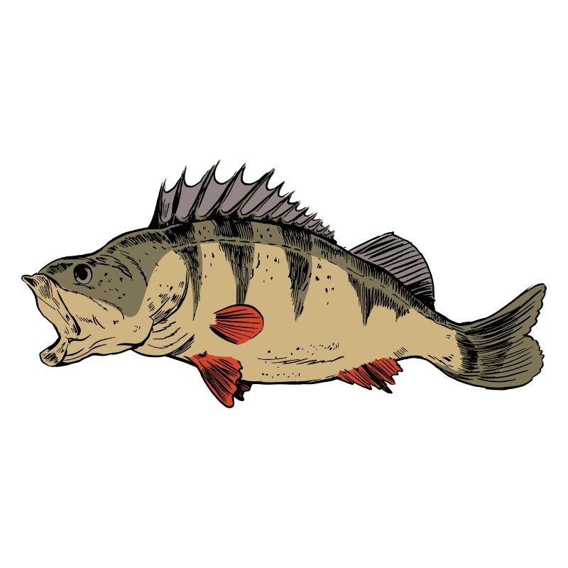 Ritters de pêche à la perche Pêcheurs prédateurs de perches