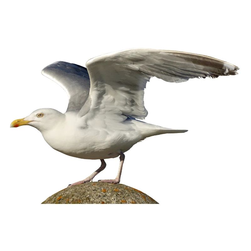 mouette mouette Möwe2