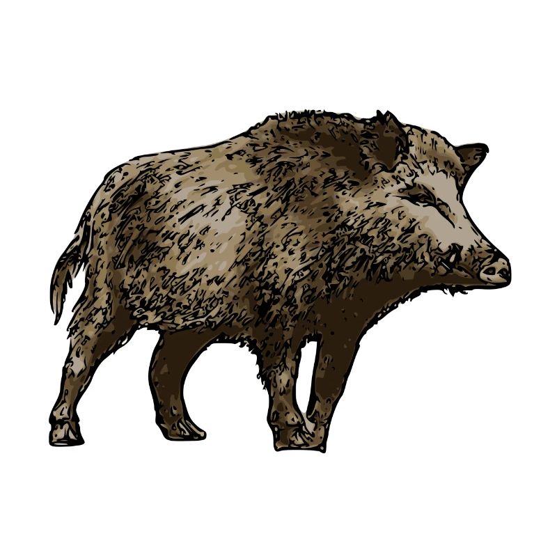 wild boar
