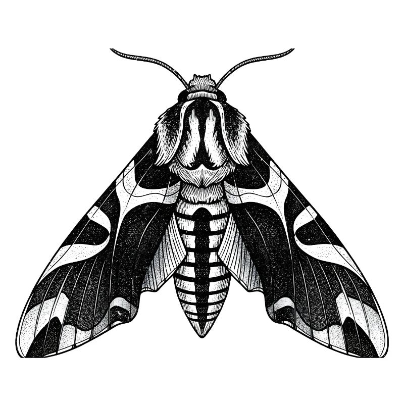 Moth Shadow Pattern Moth Black Moth
