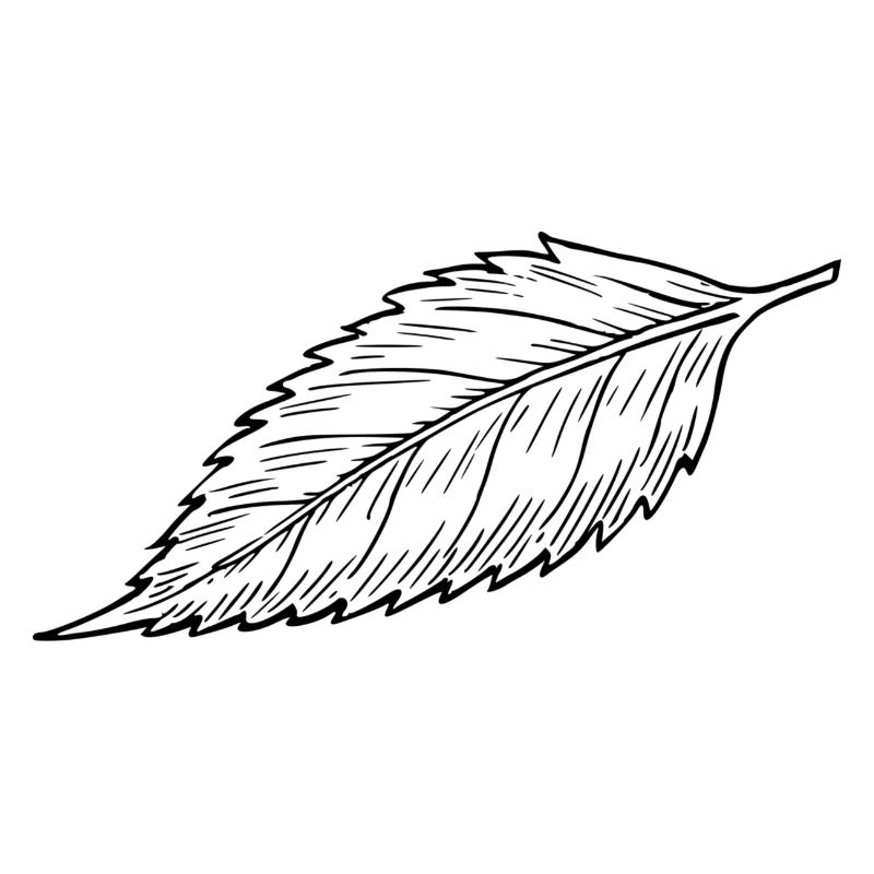 sheet