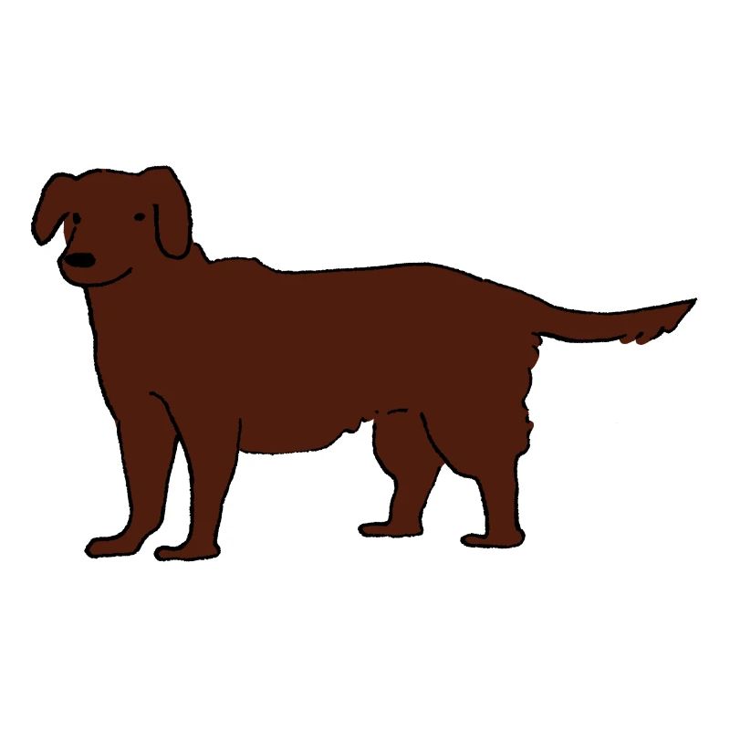 Labrador