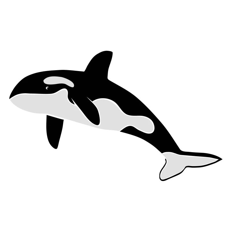 orca orka wal killer whale delfin delphin dolphin