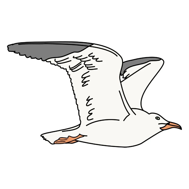 Möwe
