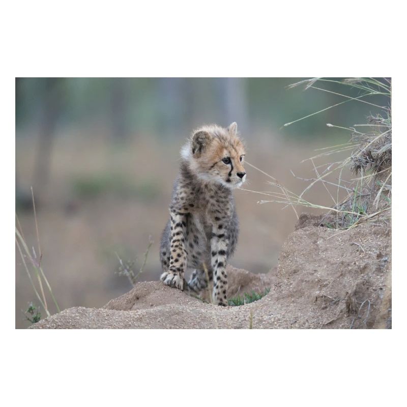 Junger Gepard